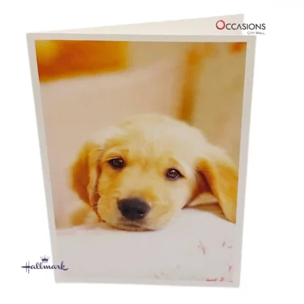 Innocent Dog Greeting Card - Hallmark